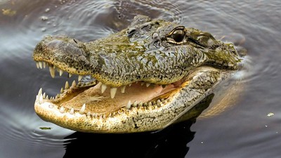 Warga Rengasdengklok Dihebohkan Kemunculan Buaya di Got Pemukiman