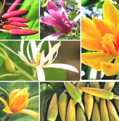 Manfaat Kembang Kantil Merah Si Cantik yang Penuh Khasiat untuk Kesehatan